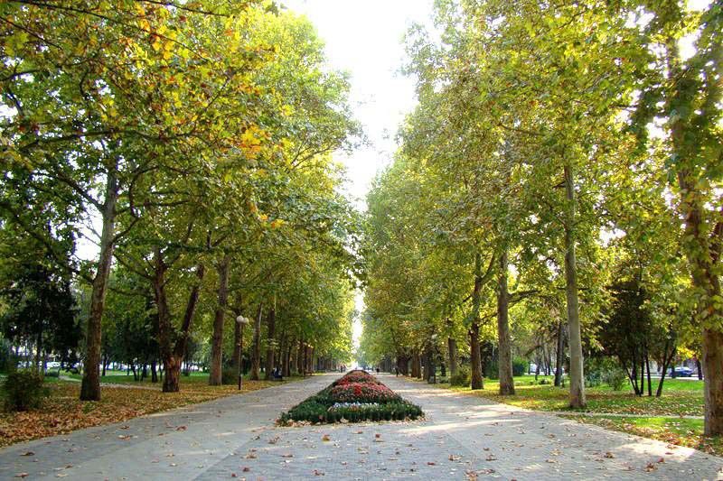 plane-trees.jpg