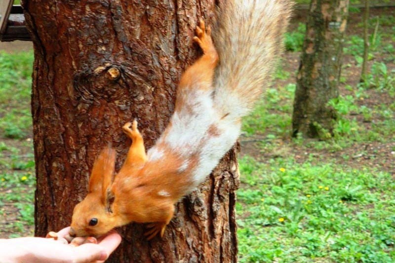tame squirrel.jpg
