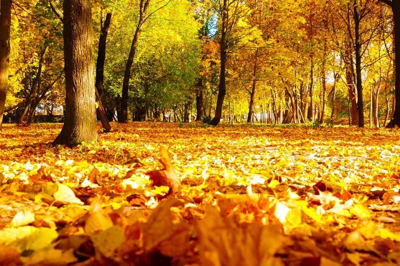 mellow autumn in the park.jpg