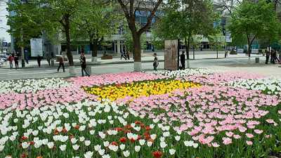 Krasnodar - city of flowers