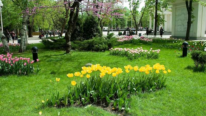 Krasnodar landscapers got down to an active work